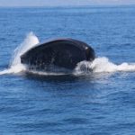 whales-01-home-slider